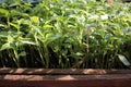 Pepper seedlings in the containers. Young green plants in the balcony vegetable garden