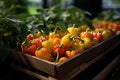 Growing bell pepper crops in a large greenhouse. Vegetable business Royalty Free Stock Photo