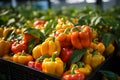 Growing bell pepper crops in a large greenhouse. Vegetable business Royalty Free Stock Photo