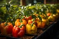 Growing bell pepper crops in a large greenhouse. Vegetable business Royalty Free Stock Photo