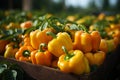 Growing bell pepper crops in a large greenhouse. Vegetable business Royalty Free Stock Photo