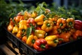 Growing bell pepper crops in a large greenhouse. Vegetable business Royalty Free Stock Photo