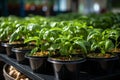 Growing bell pepper crops in a large greenhouse. Vegetable business Royalty Free Stock Photo