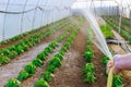 Growing bell pepper. Growing bell pepper. Water drops watering bell pepper close up, sunny day. Soft focus