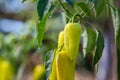 Growing the bell peppers capsicum. Unripe peppers in the veget Royalty Free Stock Photo