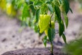Growing the bell peppers capsicum. Unripe peppers in the veget Royalty Free Stock Photo
