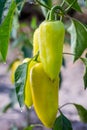 Growing the bell peppers capsicum. Unripe peppers in the veget Royalty Free Stock Photo