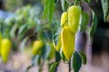 Growing the bell peppers capsicum. Unripe peppers in the veget Royalty Free Stock Photo