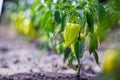 Growing the bell peppers capsicum. Unripe peppers in the veget Royalty Free Stock Photo