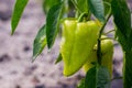 Growing the bell peppers capsicum. Unripe peppers in the veget