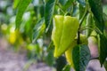 Growing the bell peppers capsicum. Unripe peppers in the veget Royalty Free Stock Photo