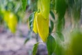 Growing the bell peppers capsicum. Unripe peppers in the veget Royalty Free Stock Photo