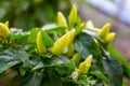 Growing the bell peppers capsicum. Unripe peppers in the veget Royalty Free Stock Photo