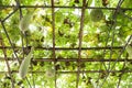 Growing Benincasa hispida on bamboo strcuture green house Royalty Free Stock Photo