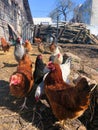 Growing bio chickens in a village. Colourful hens and roosters. Free-range chicken on an organic farm Royalty Free Stock Photo