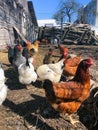 Growing bio chickens in a village. Colourful hens and roosters. Free-range chicken on an organic farm Royalty Free Stock Photo