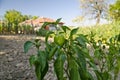 Growing bio vegetables