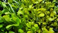 growing black oil sunflower microgreens
