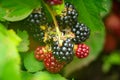 Growing blackberry on green