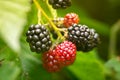 Growing blackberry on green