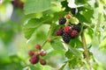 Growing blackberry with green leaves