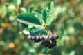 Growing Blueberry Bush