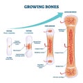 Growing bones vector illustration. Educational fetus and adolescence stages Royalty Free Stock Photo