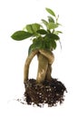 Growing bonsai tree in soil Royalty Free Stock Photo