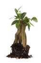 Growing bonsai tree in soil Royalty Free Stock Photo