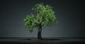 Growing bonsai tree time lapse