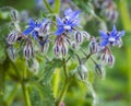 Growing Borago officinalis Royalty Free Stock Photo