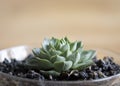 Growing from the bottom center a tiny succulent peeks out of the black earth Royalty Free Stock Photo