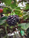 Growing branch of ripe blackberry in sunlight Royalty Free Stock Photo