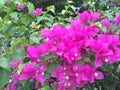 Growing branches of great bougainvillea Royalty Free Stock Photo
