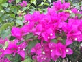 Growing branches of great bougainvillea Royalty Free Stock Photo