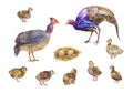 Set of guinea hens or galeeny poultry birds. Watercolor illustrations isolated