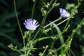 Chicory flowering july morning