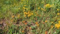 Blooming Carpet of wild flowers Royalty Free Stock Photo