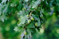 Growing brown acorns on an oak branch. Seeds, fruits, nuts of a forest tree. Autumn. Royalty Free Stock Photo
