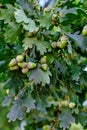 Growing brown acorns on an oak branch. Seeds, fruits, nuts of a forest tree. Royalty Free Stock Photo