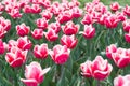 Growing bulb plants. Gorgeous tulips. Blooming tulip fields in flower growing region. Spring park. Blooming field