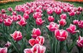 Growing bulb plants. Spring park. Blooming field. Tulips festival. Floral background. Group of red tulips flowerbed