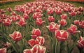 Growing bulb plants. Spring park. Blooming field. Tulips festival. Floral background. Group of red tulips flowerbed