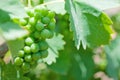Growing bunch of green grapes in summer vineyard, closeup in southern Italy.