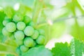 Growing bunch of green grapes in summer vineyard, closeup in southern Italy.