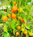 A growing bush with ripe orange pepper fruits Royalty Free Stock Photo
