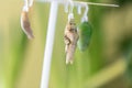 Growing butterflies from a pupa . Several butterfly dolls hanging on a special device