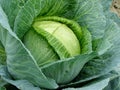 Growing cabbage Royalty Free Stock Photo