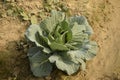 A premature cabbage flower in the farm field Royalty Free Stock Photo
