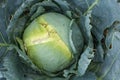 Growing cabbage in the garden natural product Royalty Free Stock Photo
